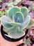 Gibiflora Papageno - comprar online