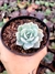 Echeveria Sweet Eva