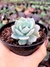 Echeveria Sweet Eva - comprar online