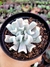 Echeveria Topsy Turvy - comprar online