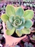 Echeveria Lawrence