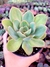 Echeveria Lawrence - comprar online