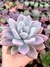 Graptoveria Opalina - comprar online