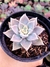 Graptopetalum Paraguaiense Variegata - comprar online