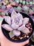 Echeveria Beverley - comprar online