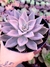 Echeveria Silver Queen - comprar online