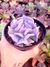 Echeveria Cubic Frost - comprar online