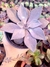 Echeveria Rudolfi