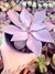 Echeveria Rudolfi - comprar online