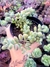 Cotyledon Pends - comprar online