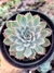 Echeveria Adorn