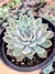 Echeveria Adorn - comprar online