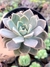 Echeveria Pretty In Pink - comprar online