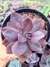 Echeveria Hanaikada
