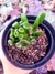 Crassula Gollum Orelha de Shereck na internet