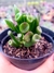 Crassula Gollum Orelha de Shereck