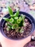 Crassula Gollum Orelha de Shereck - comprar online