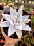 Echeveria Colorata