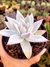Echeveria Colorata - comprar online