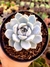 Echeveria Snow Bunny