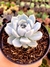 Echeveria Snow Bunny - comprar online