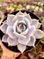 Echeveria Lia - Meu Quintal Suculento