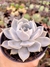 Echeveria Lia - loja online