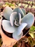 Echeveria Gigantea