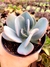 Echeveria Gigantea - comprar online
