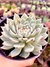 Echeveria Cuspidata Zaragozae - loja online