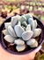 Pachyveria Draco - comprar online