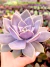 Echeveria Ceniza - comprar online