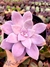 Graptopetalum Superbum - Meu Quintal Suculento