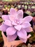 Graptopetalum Superbum - loja online