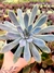 Graptoveria Green Ligth