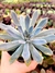 Graptoveria Green Ligth - comprar online