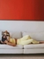 CONJUNTO SWIFT AMARELO na internet