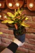 Croton - buy online