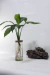 floreros hidroponicos - comprar online