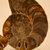 Amonite - comprar online