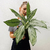 Aglaonema Silver Queen - comprar online