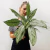Aglaonema Silver Queen - comprar online