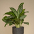 Aglaonema commutatum Silver Pattaya