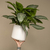 Aglaonema commutatum Silver Pattaya - comprar online