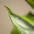 Aglaonema commutatum Silver Pattaya - comprar online