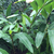 Alpinia zerumbet - Azucena de porcelana - comprar online
