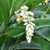 Alpinia zerumbet - Azucena de porcelana