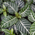 Aphelandra Squarrosa - comprar online