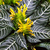 Aphelandra Squarrosa