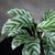 Calathea Freddie en internet